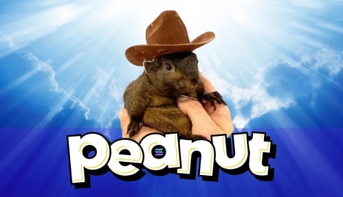 What is Peanut the Squirrel ($PNUT), peanut on solana, pnut solana, pnut memecoin