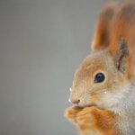 PNUT Token Surges but Further Stabilizes